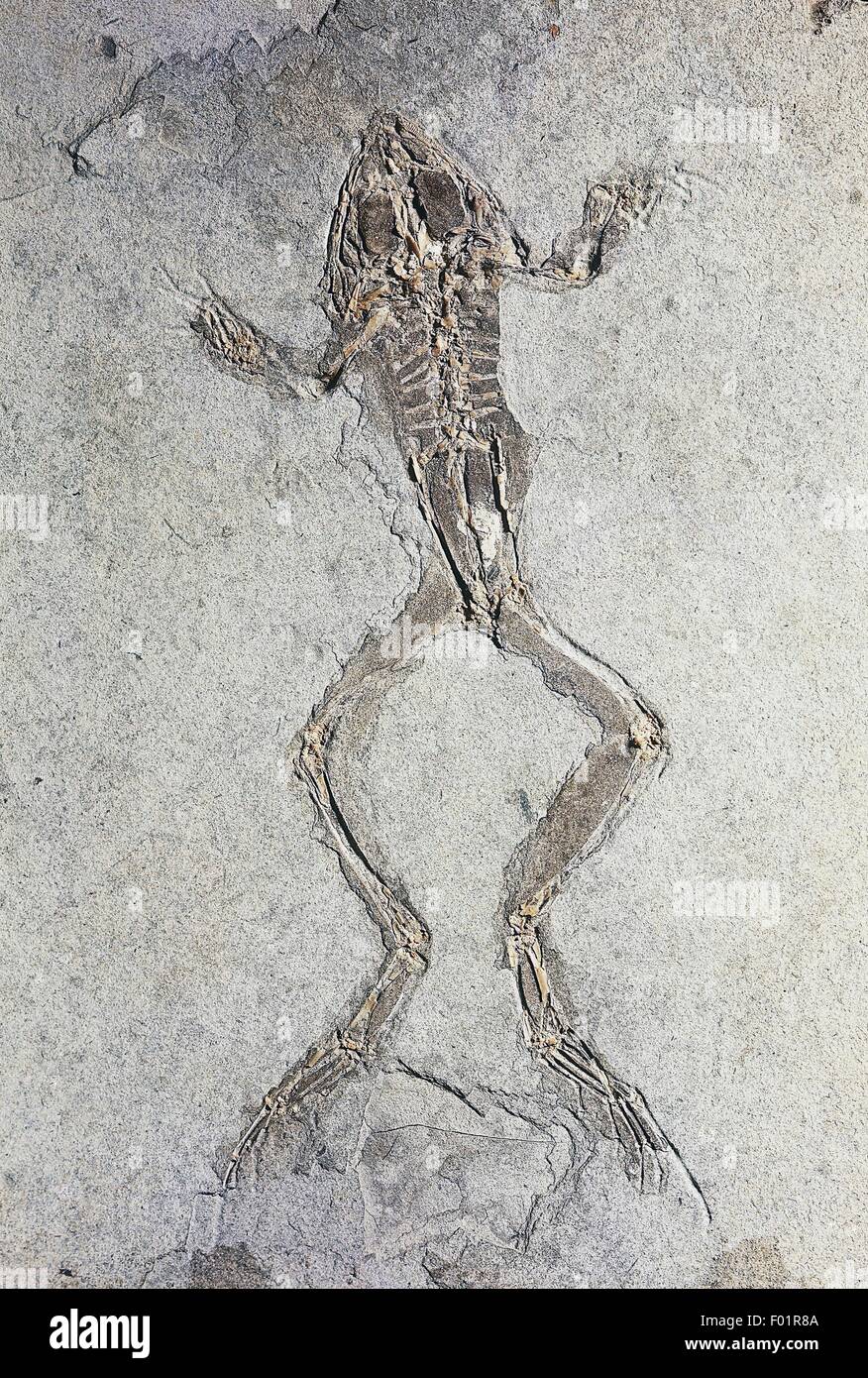Rana pueyoi fossil, Amphibians, Late Miocene Age, Libros, Spain. Stock Photo