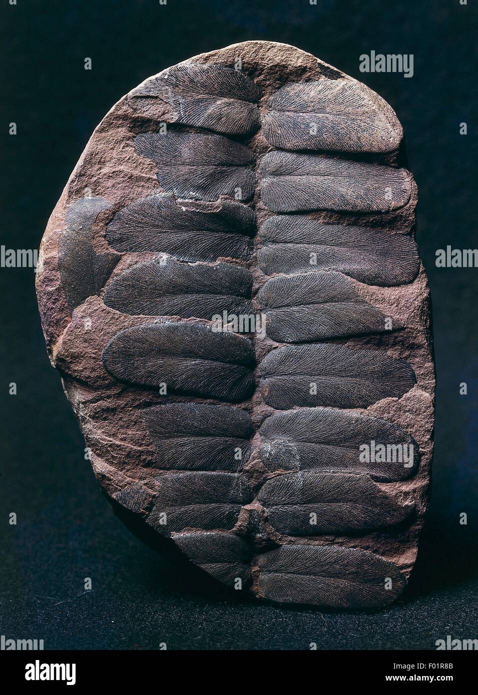 Neuropteris gigantea fossil, Pteridospermatophyta, Carboniferous Period. Stock Photo