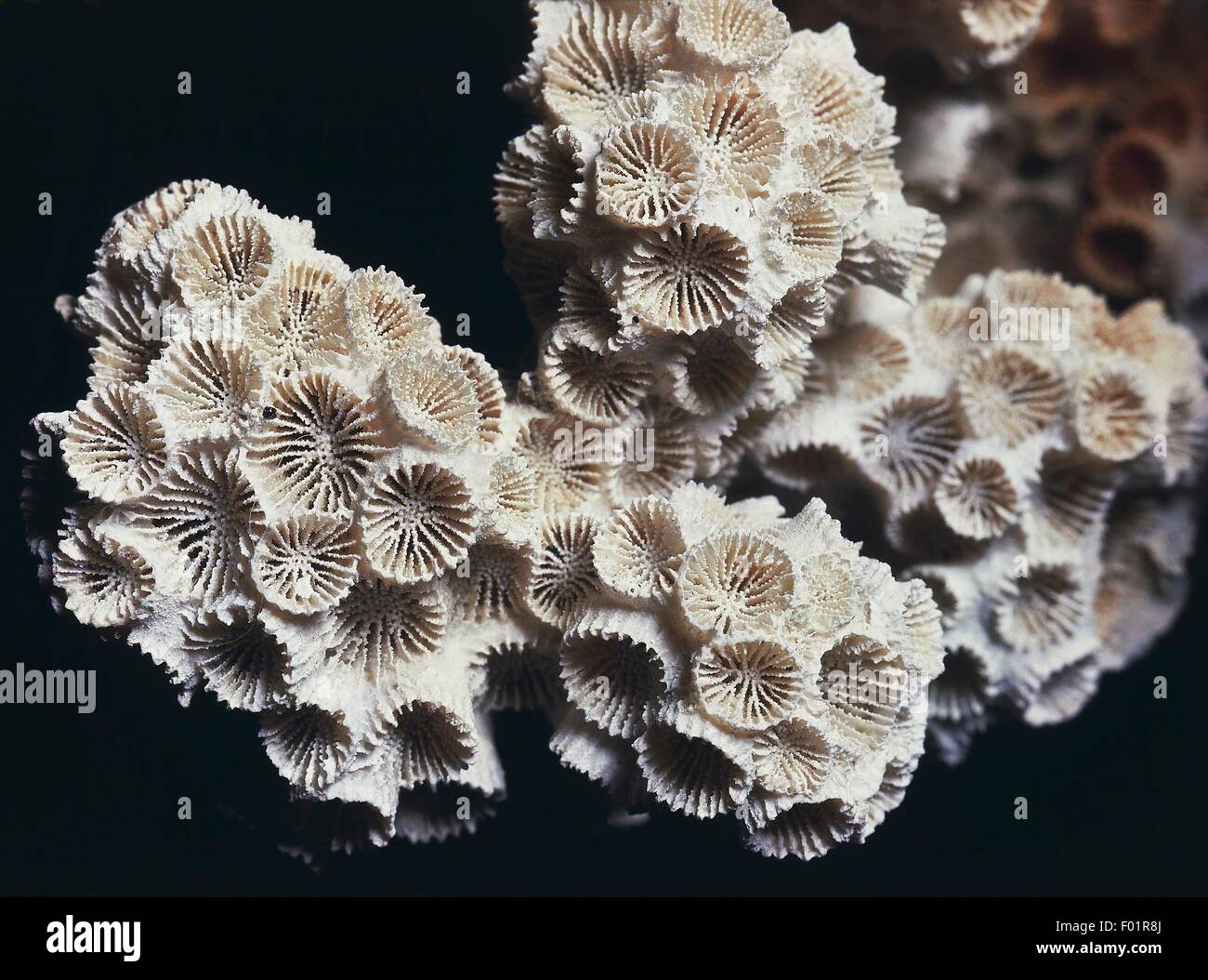 Astrangia lineata fossil, Hexacorallia, Miocene Epoch, Virginia, United