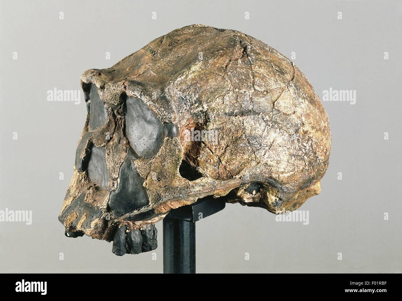 Anthropology - Skull of  Homo Erectus. From Kenya. Stock Photo