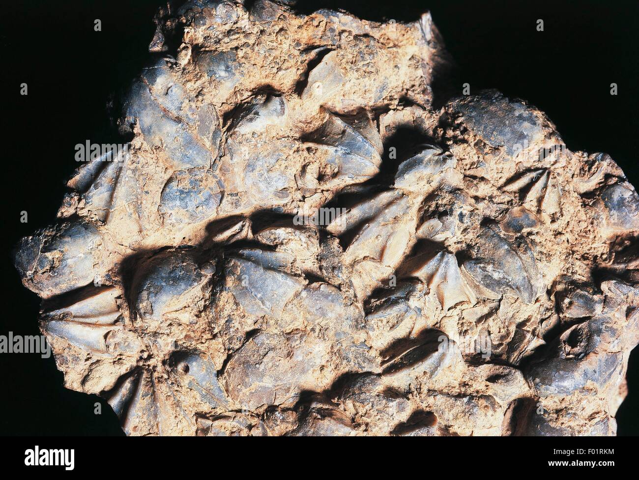 Tetractinella trigonella fossils, Brachiopods, Triassic Period, Recoaro, Vicenza, Italy. Stock Photo