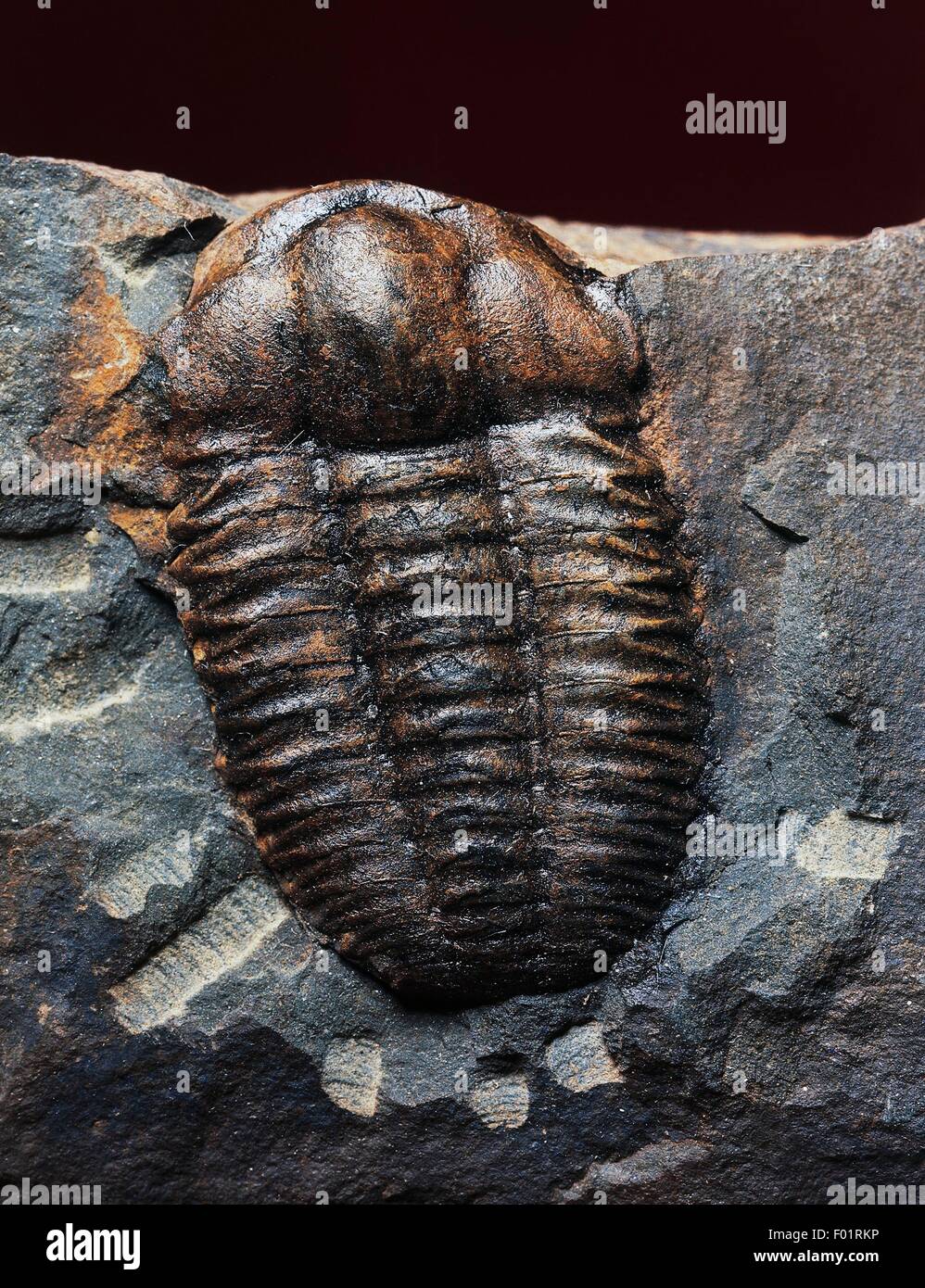 Trilobite fossil, Arthropoda. Stock Photo