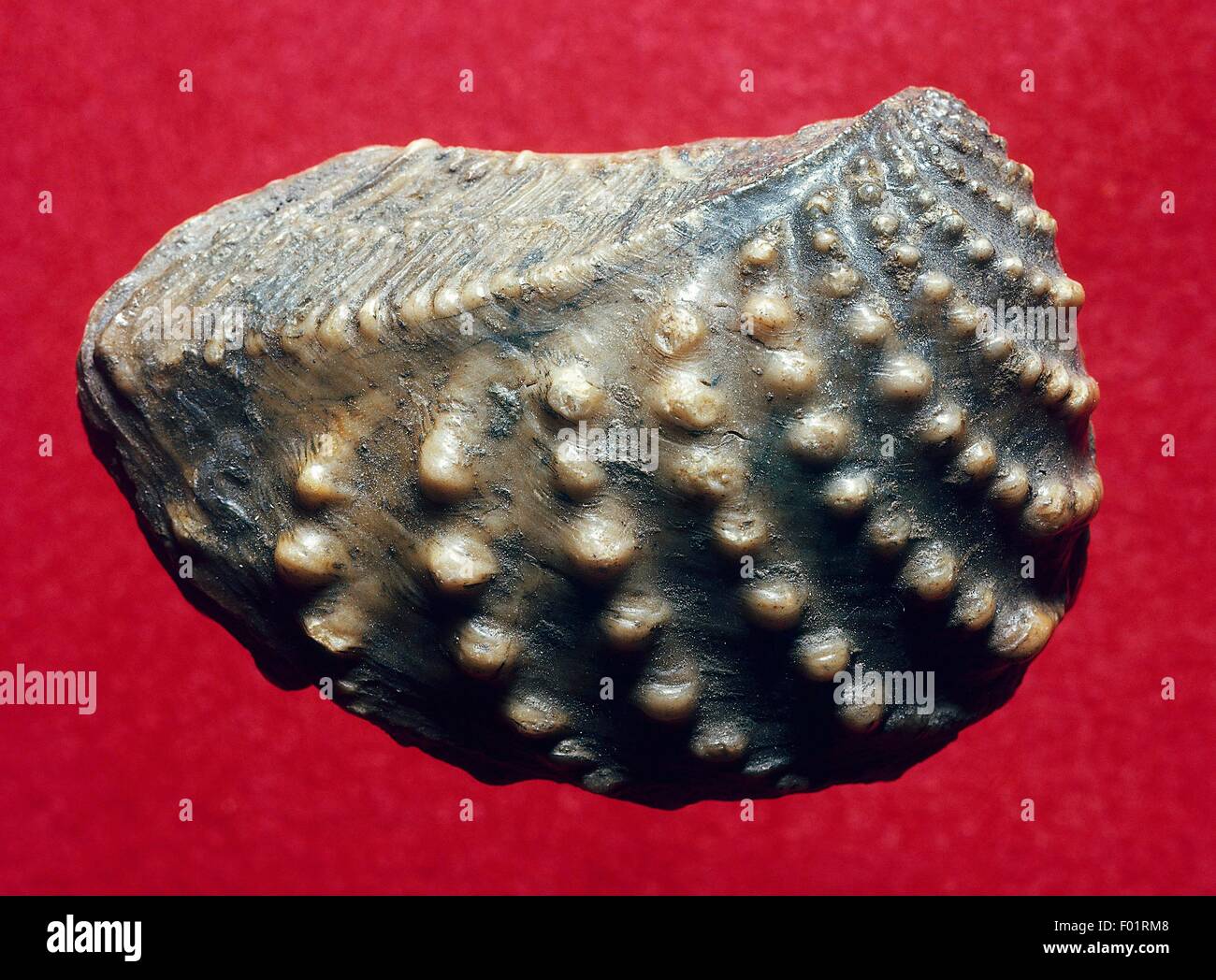 Bivalvia fossil hires stock photography and images Alamy