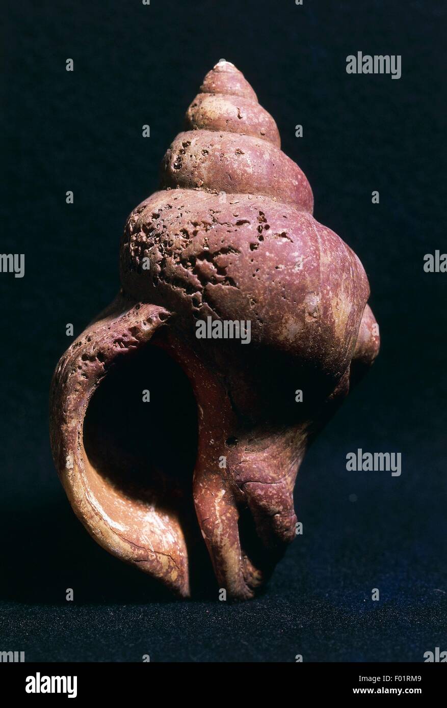 Fossil of Left-Handed Neptune (Chrysodomus contrarius or Neptunea contraria), Gastropoda, Pliocene, England, United Kingdom. Stock Photo