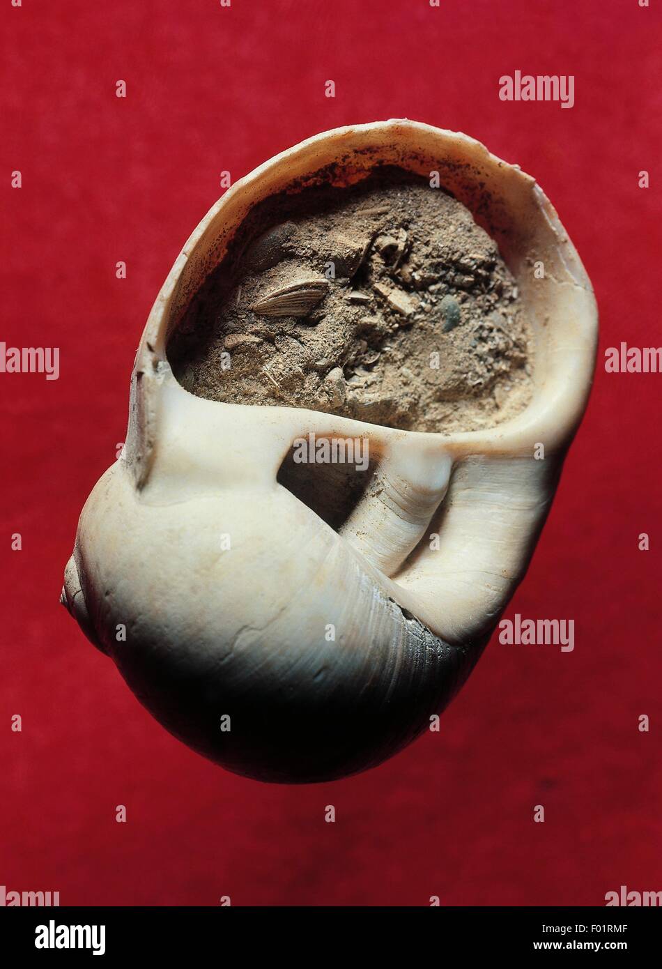 Fossil of Notocochlis tigrina or Natica tigrina, Naticidae, Gastropoda, Pliocene, Piacenza, Emilia Romagna, Italy. Stock Photo