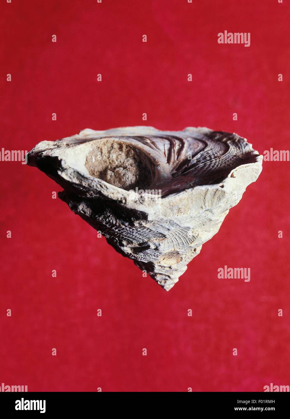 Fossil of Mediterranean Carrier shell (Xenophora crispa), Littorinimorpha, Gastropoda, Pliocene, Modena, Emilia Romagna, Italy. Stock Photo
