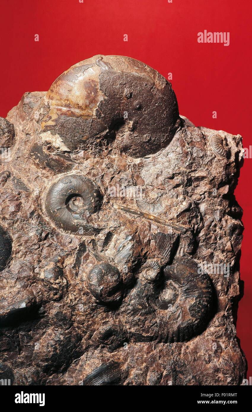 Fossil ammonite, Cephalopoda, Early Jurassic, Como, Lombardy, Italy. Stock Photo