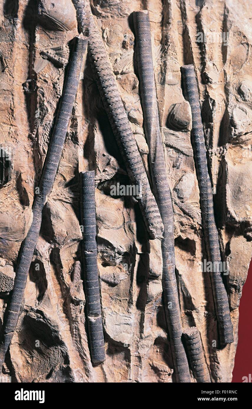 Crinoid columnal hi-res stock photography and images - Alamy