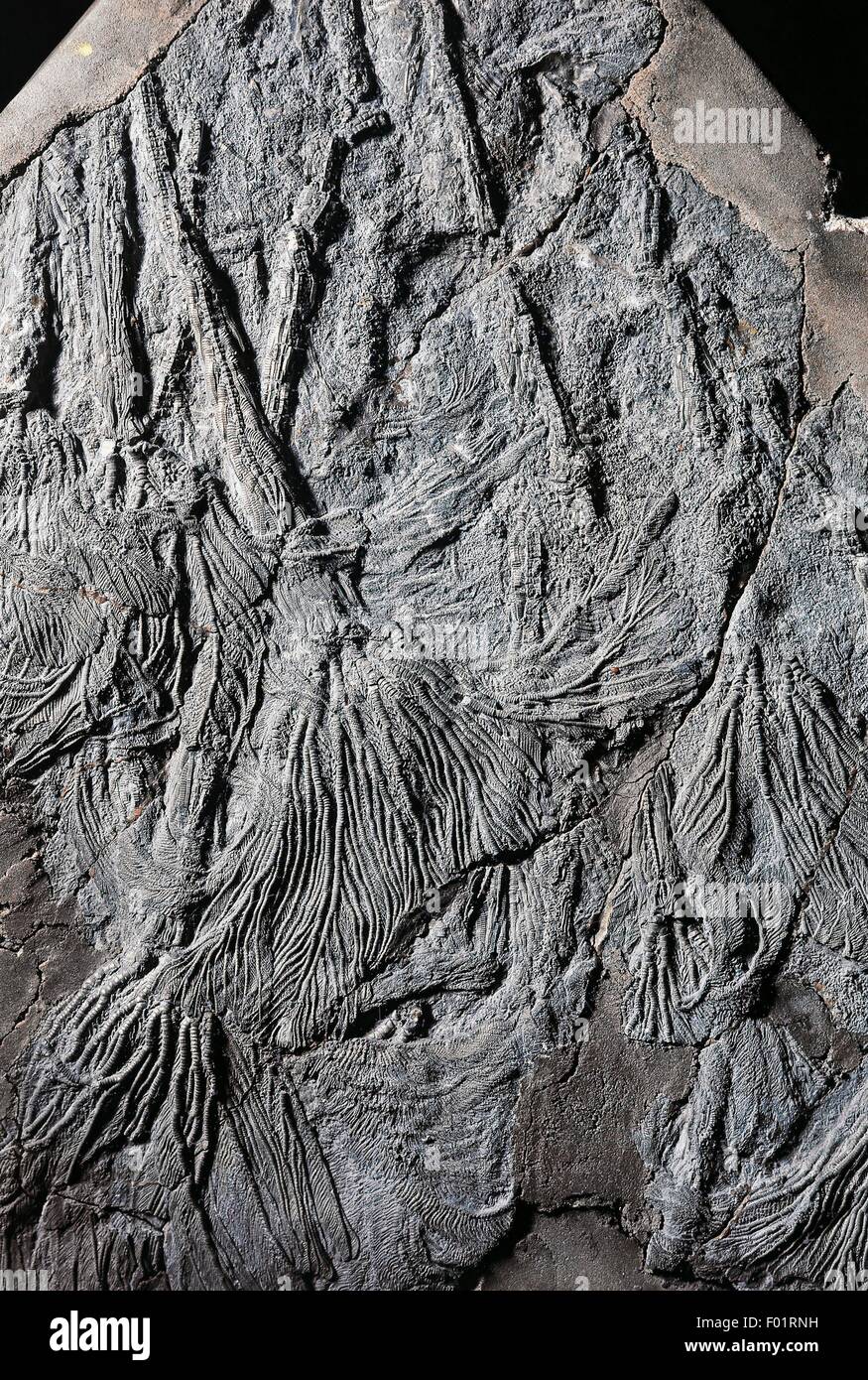 Pentacrinus fasciculosus fossils, Crinoidea, Early Jurassic Epoch, Germany. Stock Photo