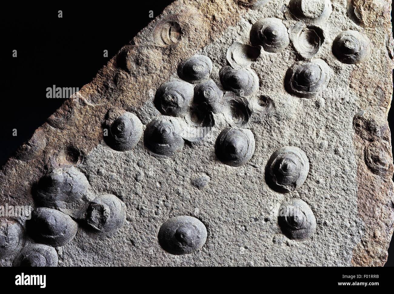 Discina calymene fossils, Brachiopoda, Triassic Period Stock Photo Alamy