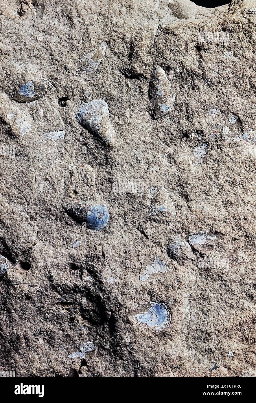 Lingula cuneata fossils, Brachiopoda, Early Silurian Epoch. Stock Photo