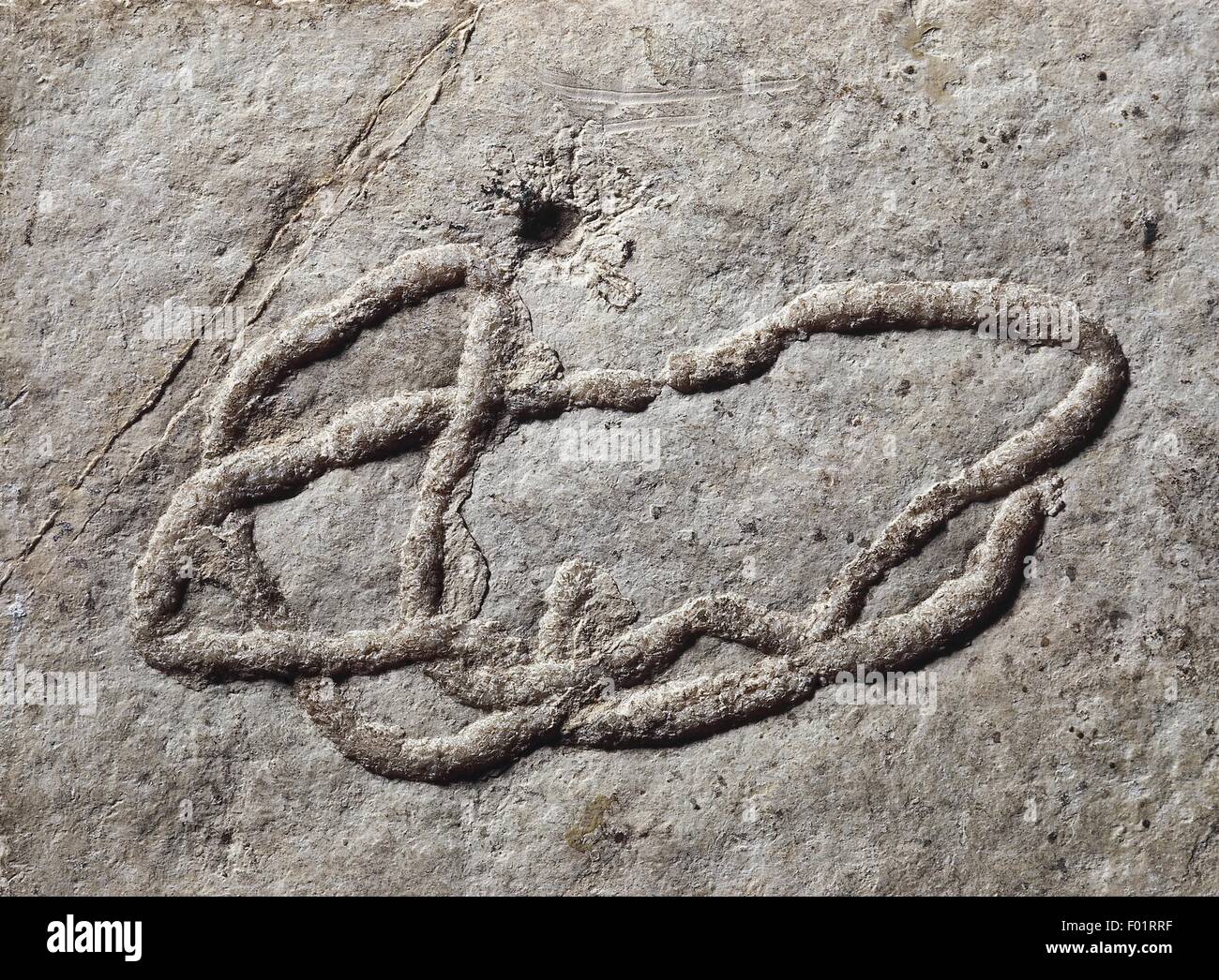 Fossils - Invertebrates. Marine worm form in Miocene rock, Oenigen, Switzerland Stock Photo