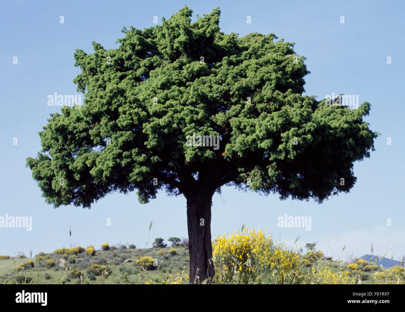 Phoenician juniper (Juniperus phoenicea), Pollino National Park, Calabria, Italy. Stock Photo