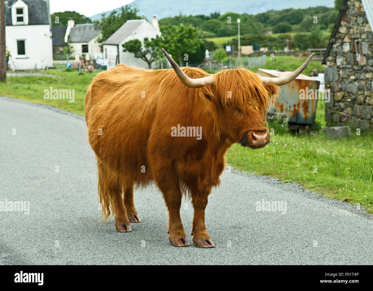 A highland cow standing in the middle of the road in Duirinish, a crofting township near Kyle of Lochalsh, Scottish Highlands Stock Photo