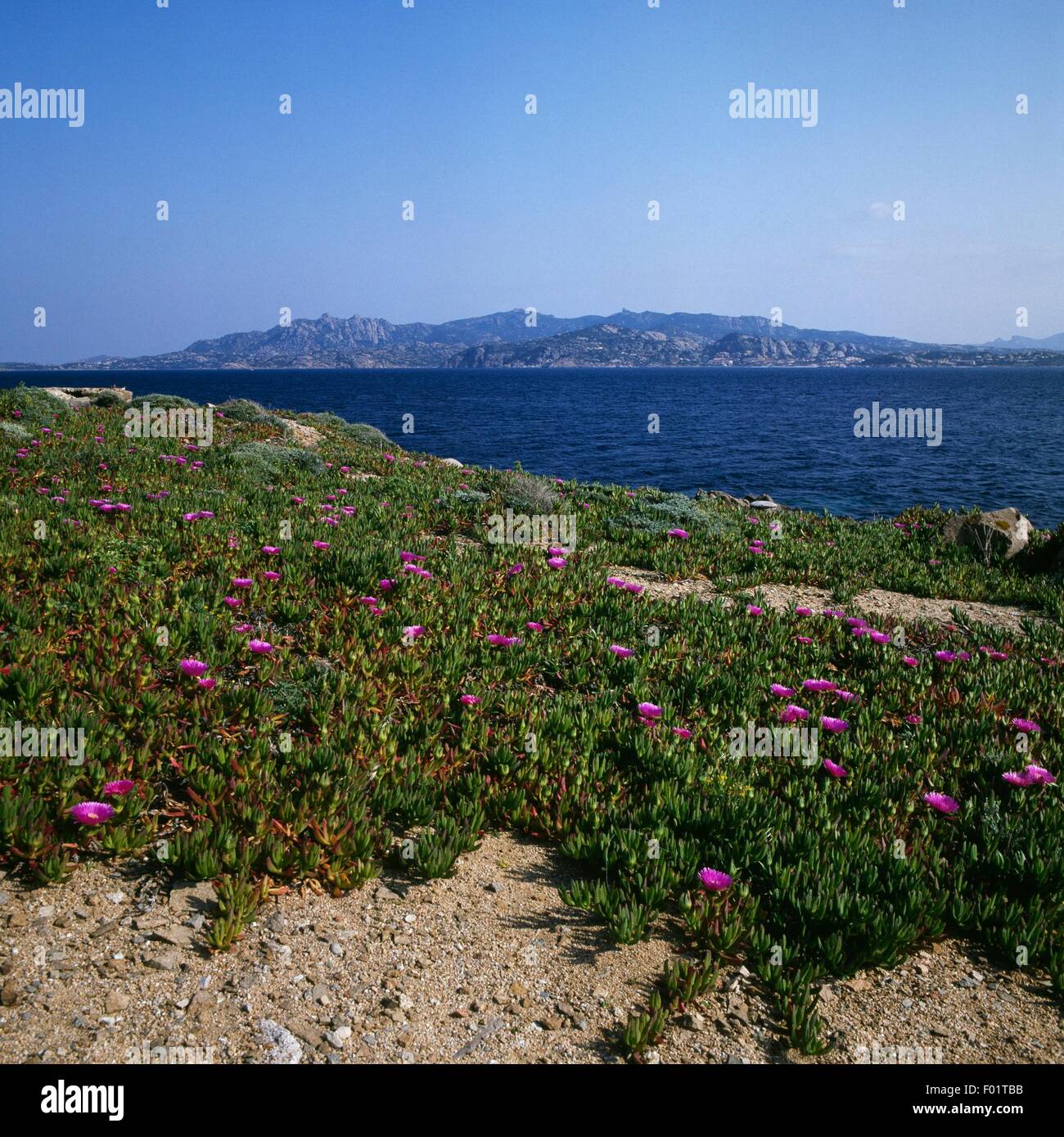 Elands Sourfig (Carpobrotus acinaciformis), Caprera Island, La Maddalena Archipelago National Park, Sardinia, Italy. Stock Photo