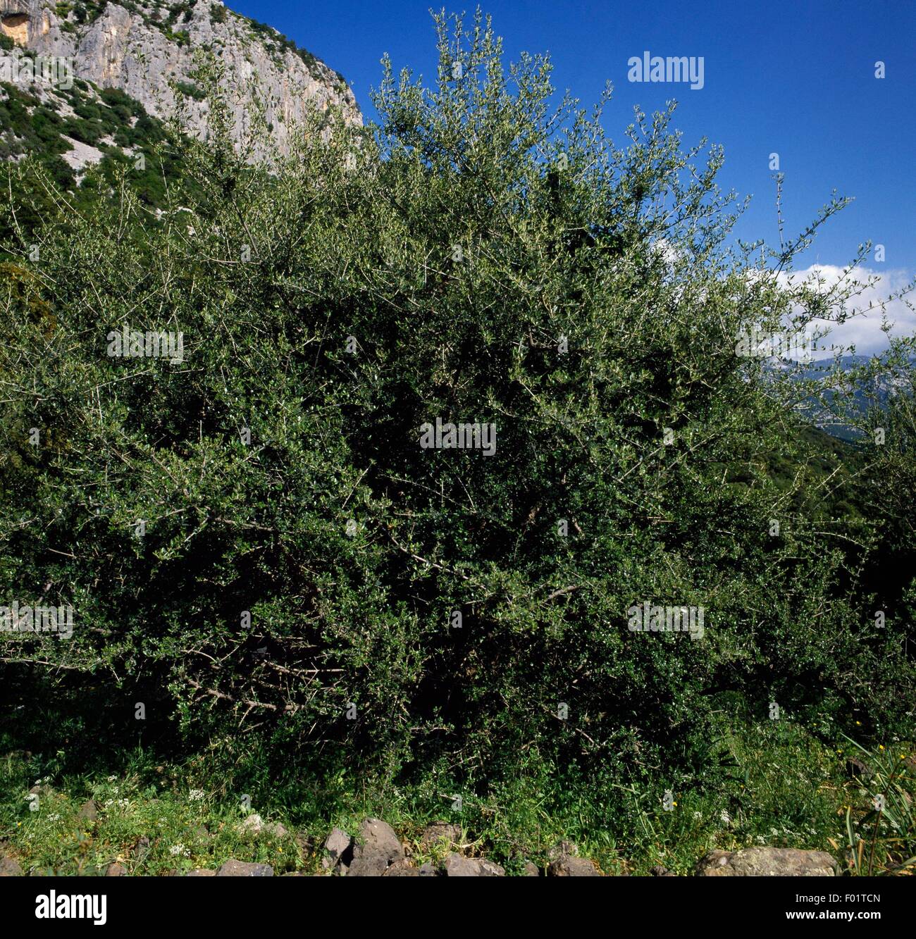Plant Olea europae sylvestris Wild Olive tree