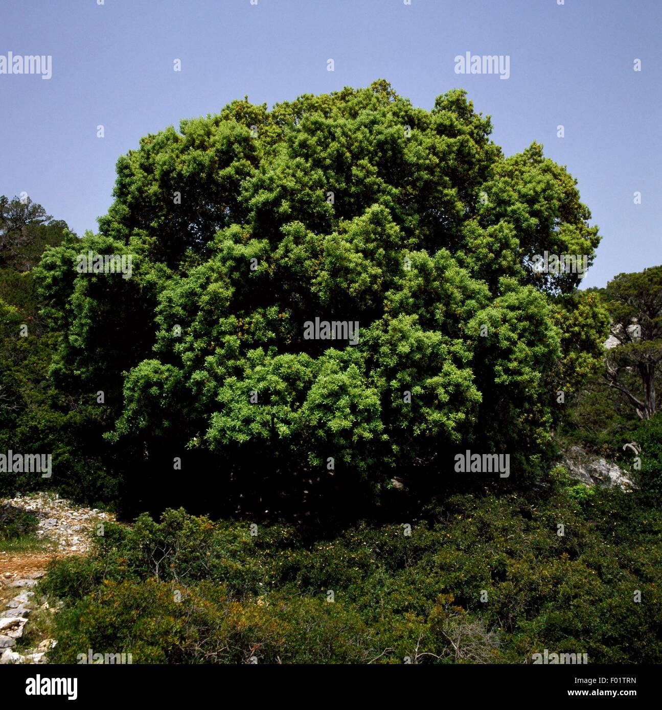 Holm oak (Quercus ilex), National Park of the Bay of Orosei and ...