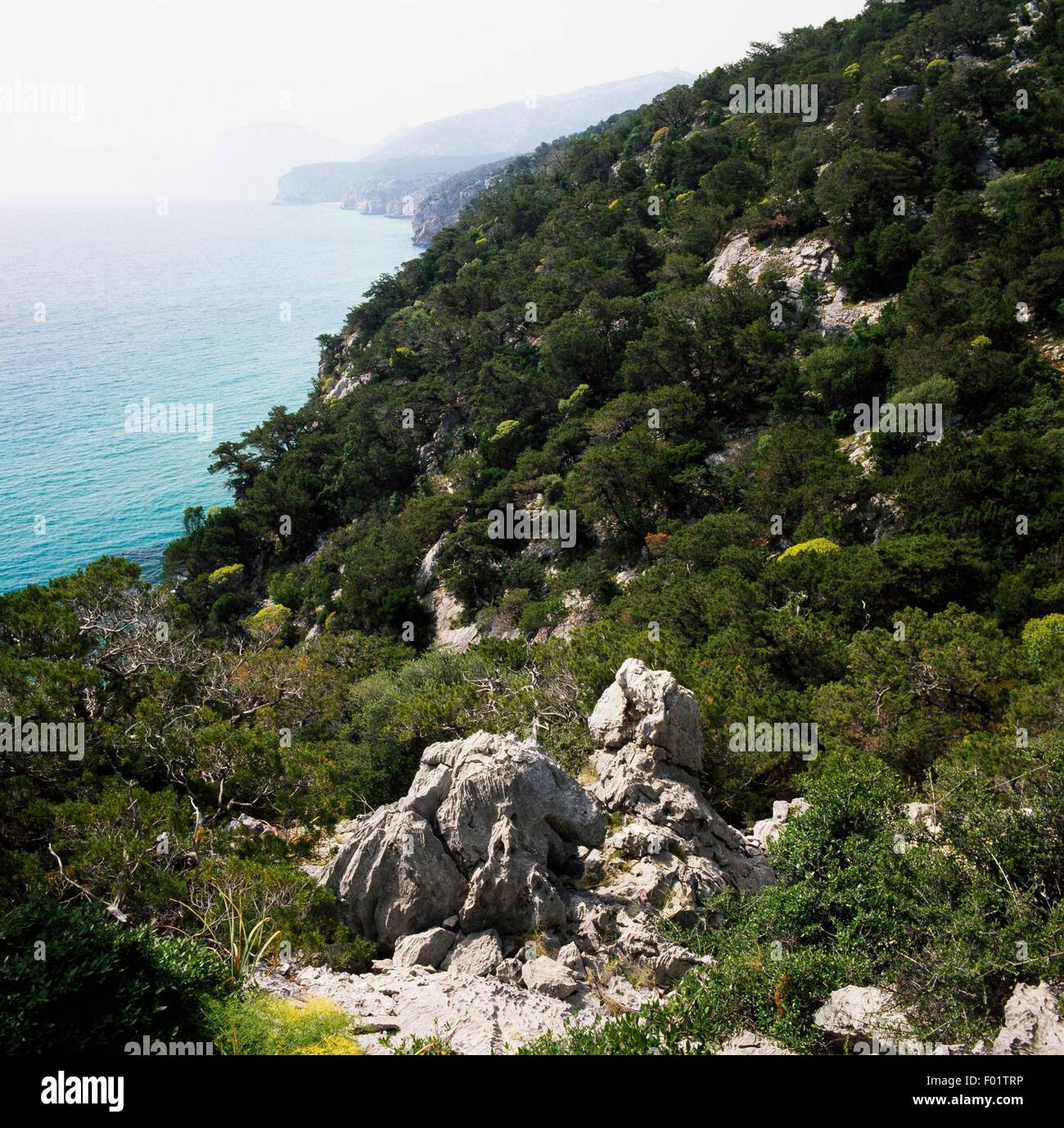 Vegetation and Phoenician juniper (Juniperus phoenicea) along the coast of the Gulf of Orosei, National Park of the Bay of Orosei and Gennargentu, Sardinia, Italy. Stock Photo