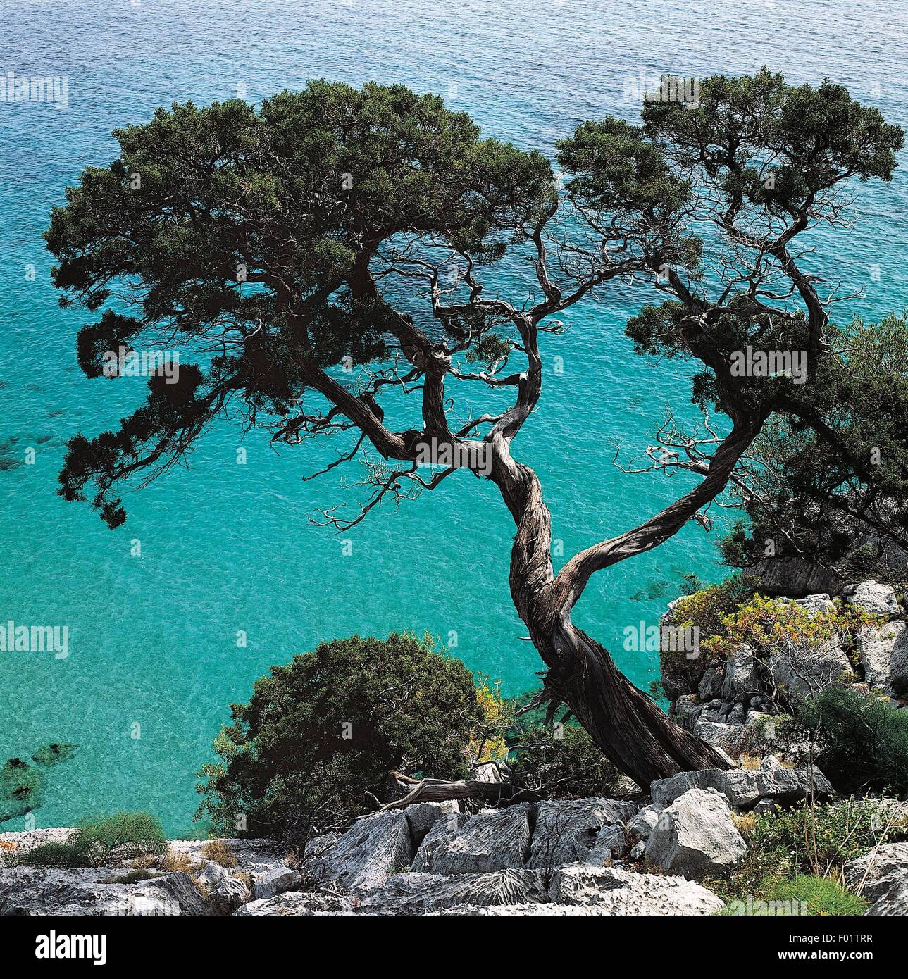 Phoenician juniper (Juniperus phoenicea) along the coast of the Gulf of Orosei, National Park of the Bay of Orosei and Gennargentu, Sardinia, Italy. Stock Photo
