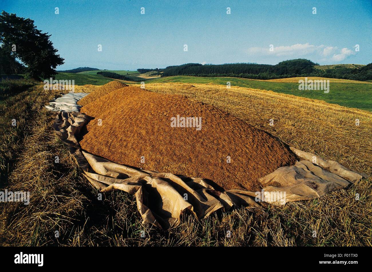 Threshed Grain High Resolution Stock Photography and Images Alamy