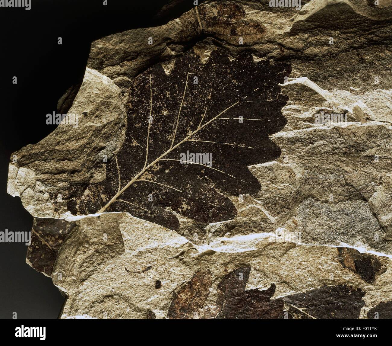 Fossil plant cretaceous period hires stock photography and images Alamy