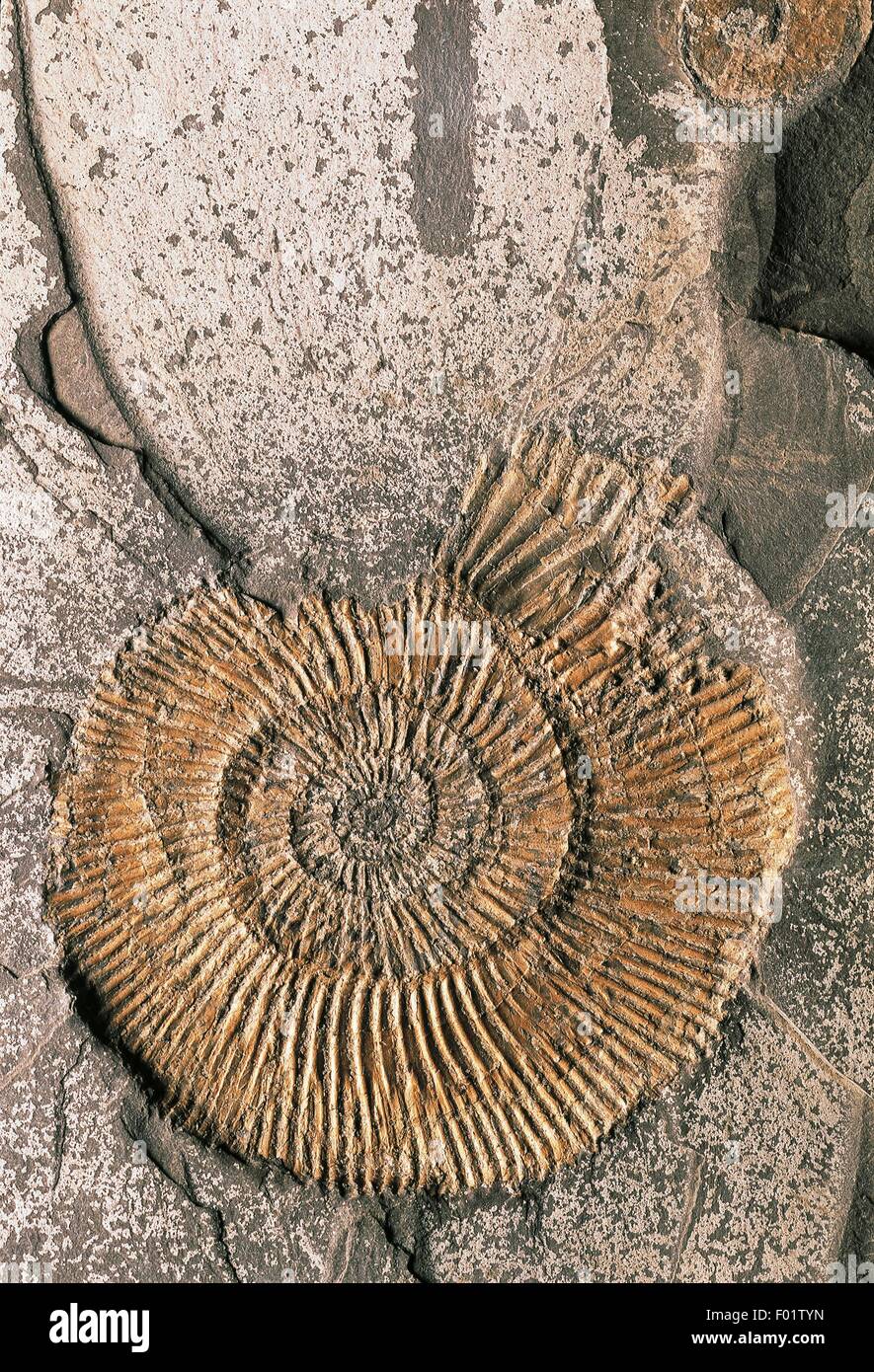 Fossil of Dactylioceras sp ammonite, Cephalopoda, Toarcian. Stock Photo