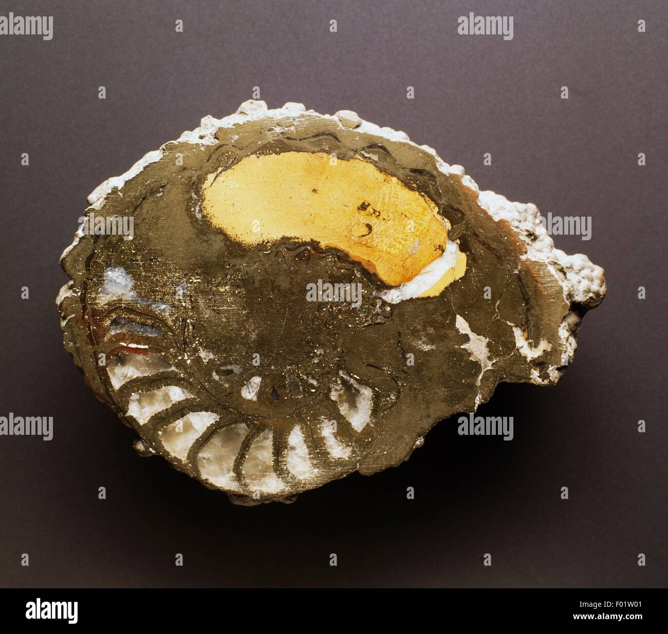 Ammonite fossil, Cephalopoda, Jurassic Period. Stock Photo
