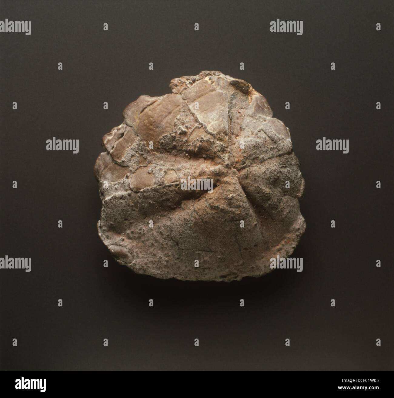 Fossils Sea urchin, Cretaceous period Stock Photo Alamy