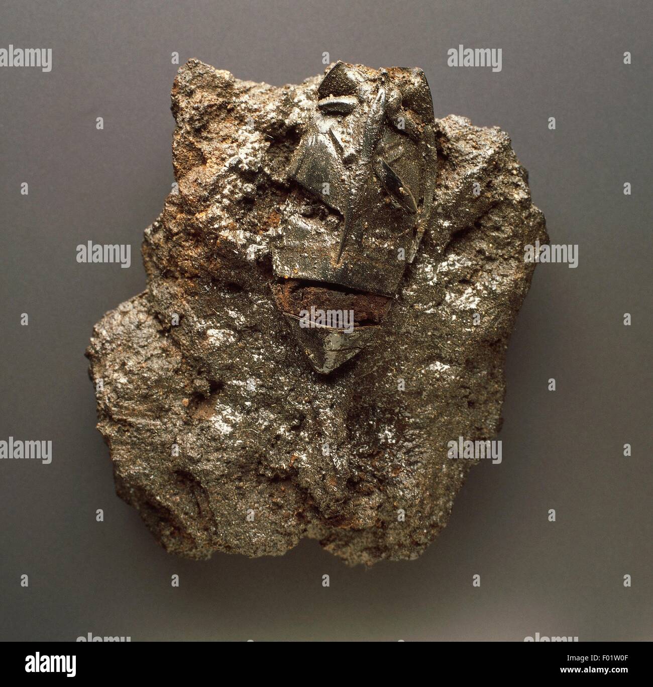 Prehistoric insect fossil hi-res stock photography and images - Alamy