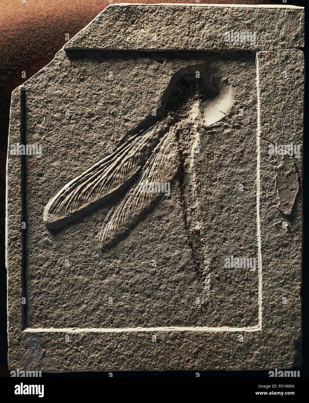 Isophlebia aspasia fossils from the Jurassic Period Stock Photo Alamy