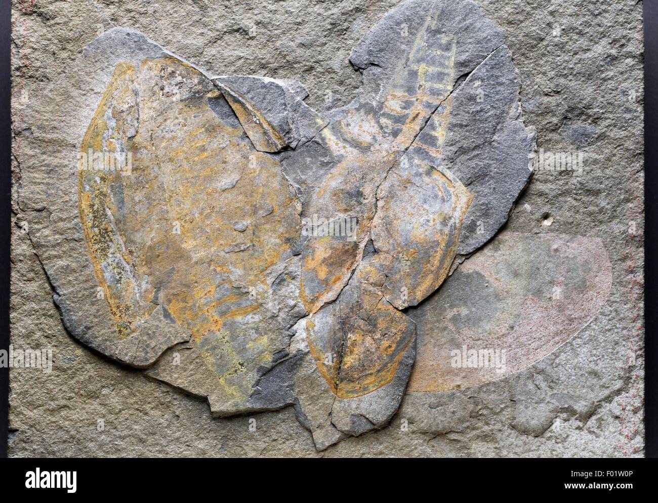 Canadaspis perfecta fossil, Crustacea, Cambrian. Stock Photo