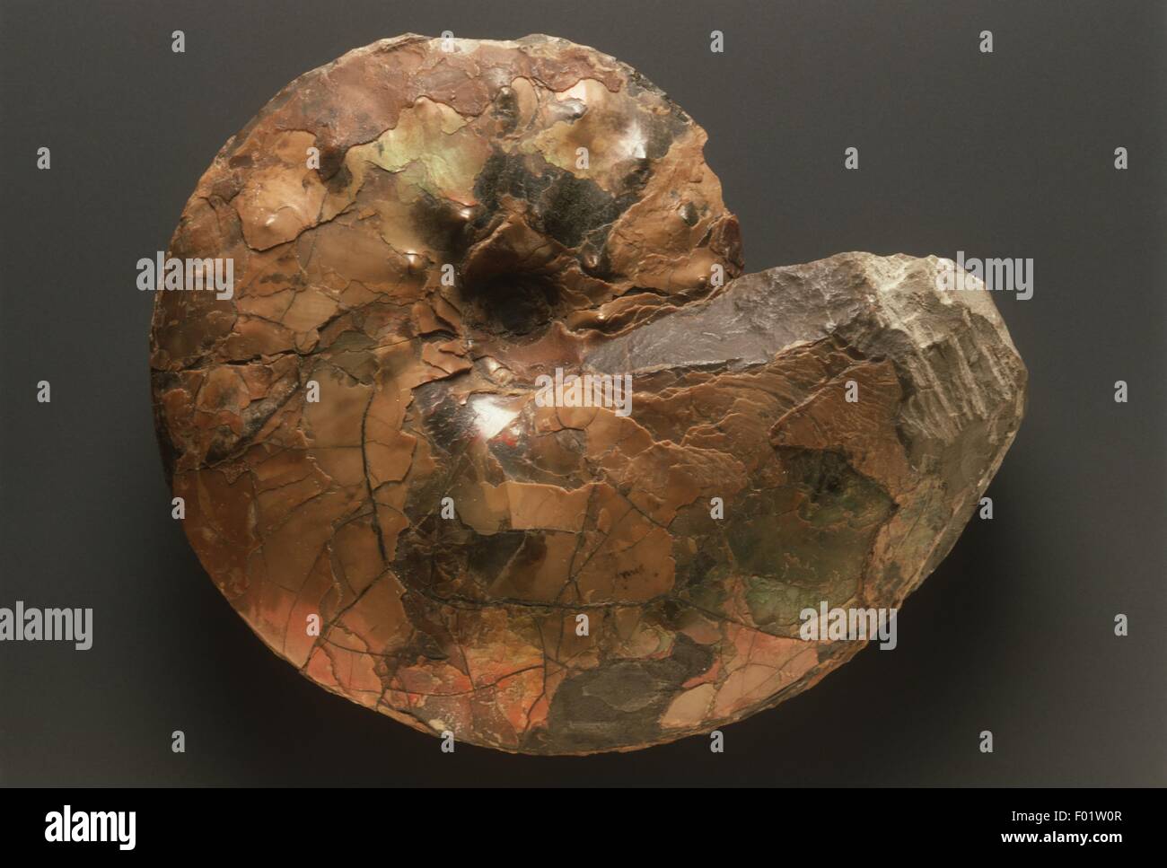 Fossil Ammonite Stock Photo