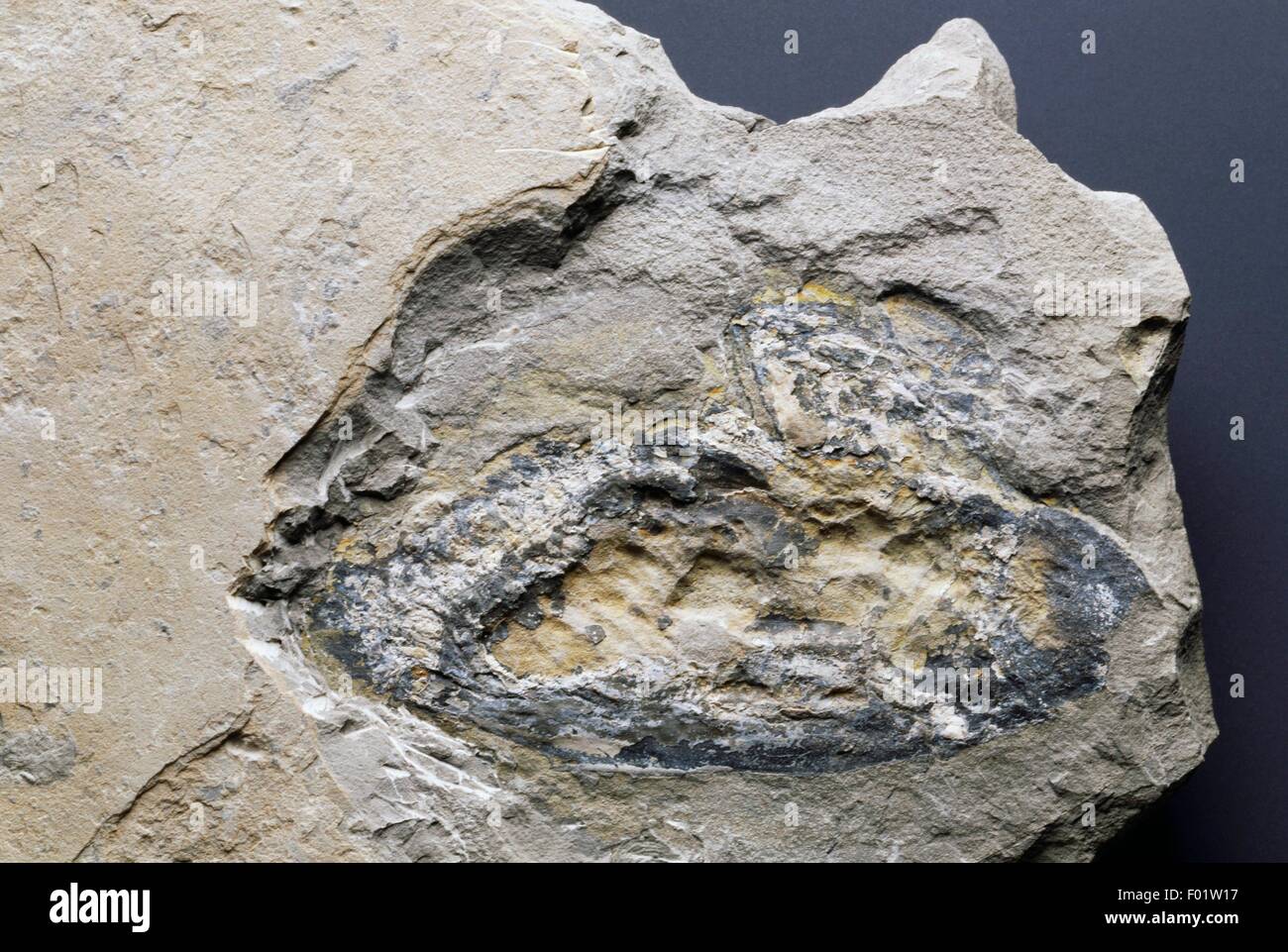 Fossil of Conchyliocarida sp, Crustacea, Late Jurassic. Stock Photo