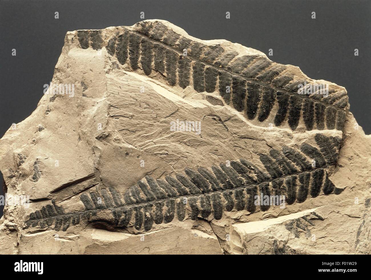 Fossils Plants Pteridophyta Marattiopsida Pecopteris Carboniferous Stock Photo Alamy