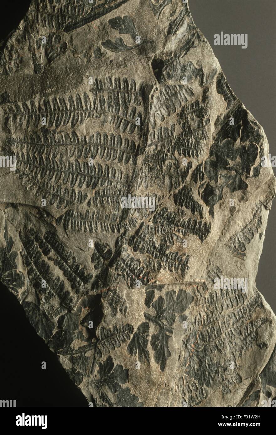 Fossil Palmatopteris Stock Photo