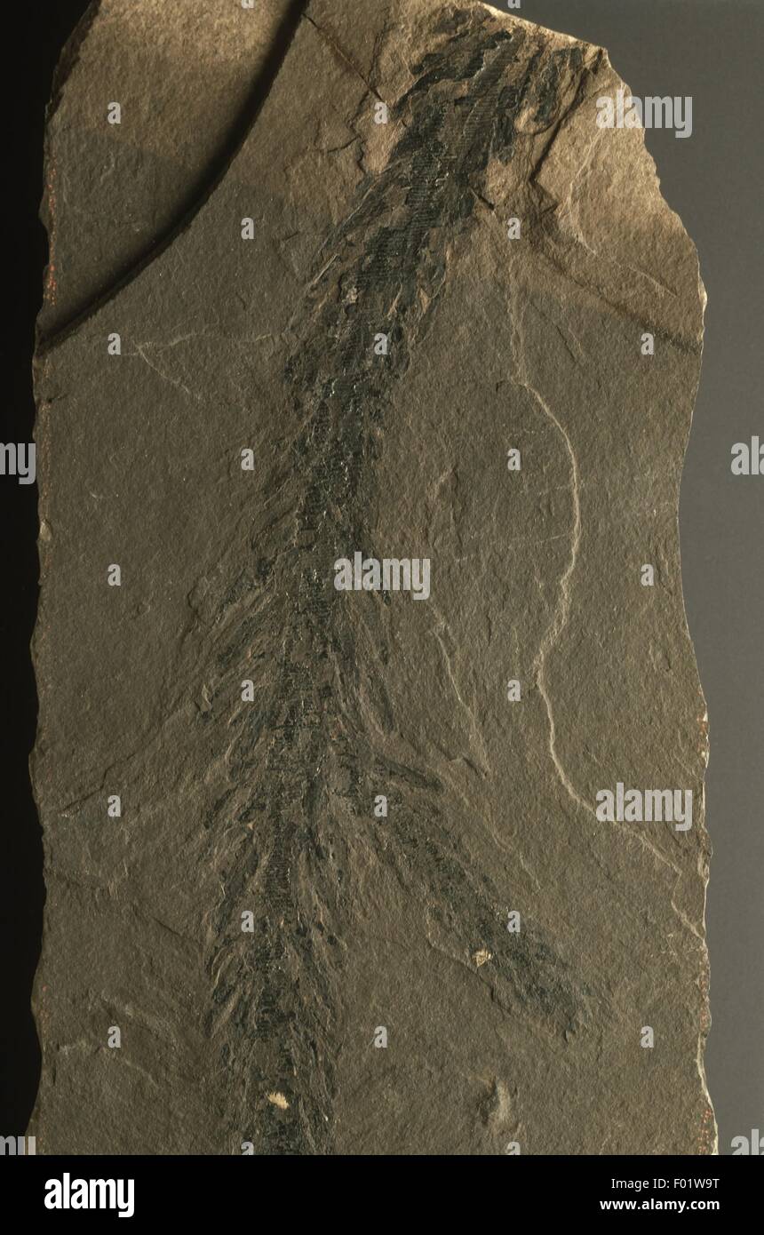 Fossil Conifera Glyptolepis keuperiana, Triassic period Stock Photo Alamy