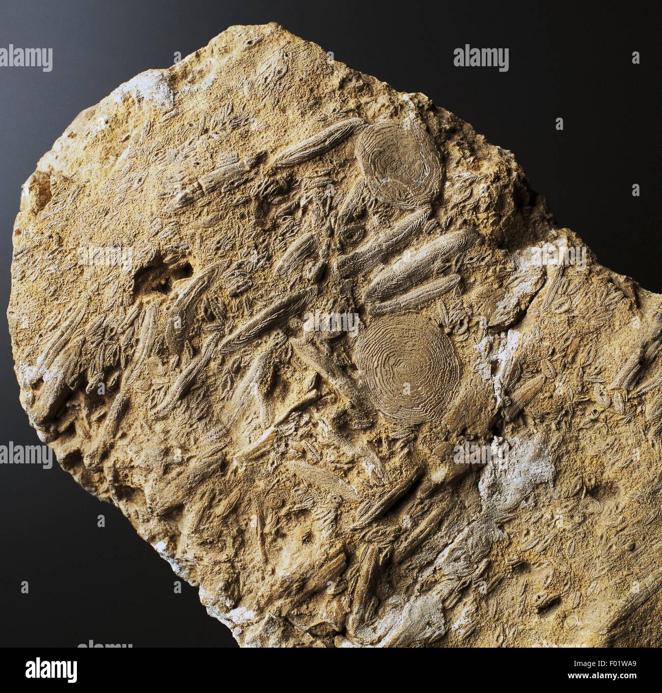 Foraminifera and fossil hires stock photography and images Alamy