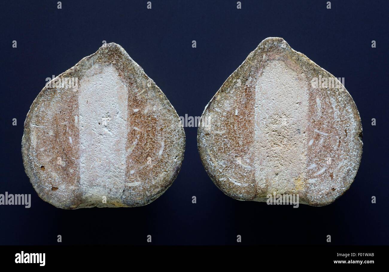 Fossil of Siphonia pyriformis sponge, Hexactinellida, Hexacorallia, Cretaceous. Stock Photo
