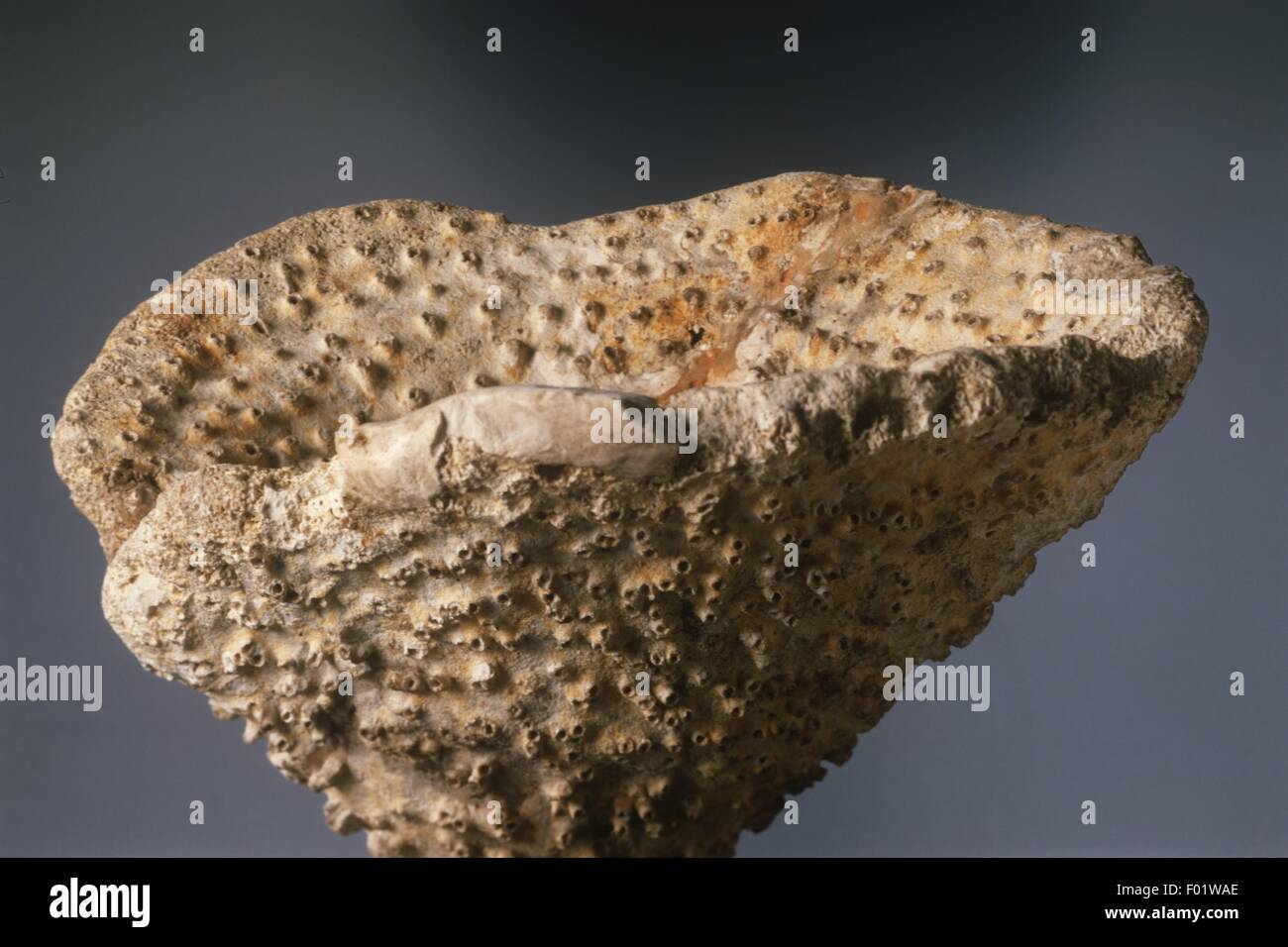 Fossil Raphidonema farringdonense sponge, Cretaceous period Stock Photo