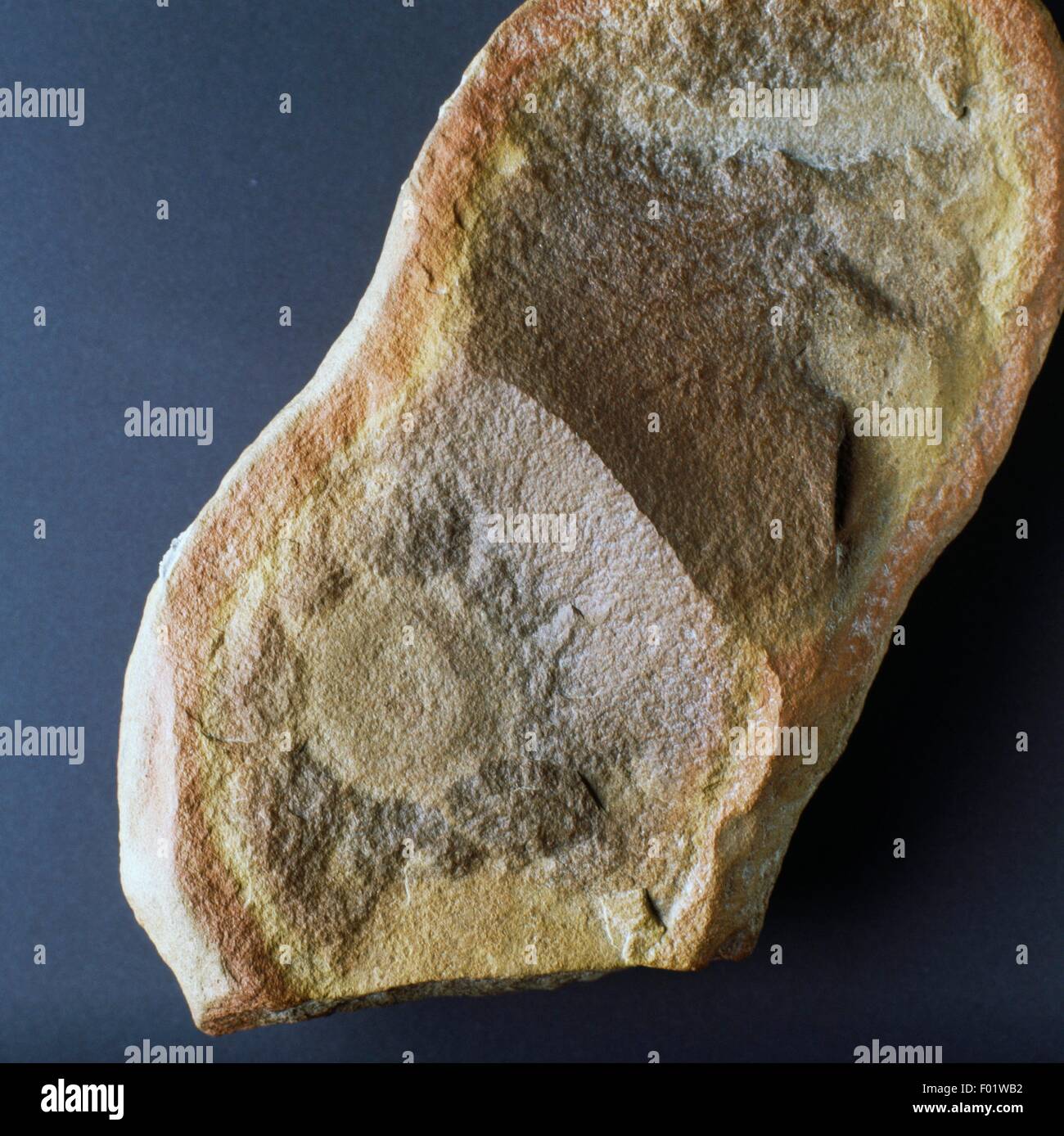 Precambrian Jellyfish Fossils