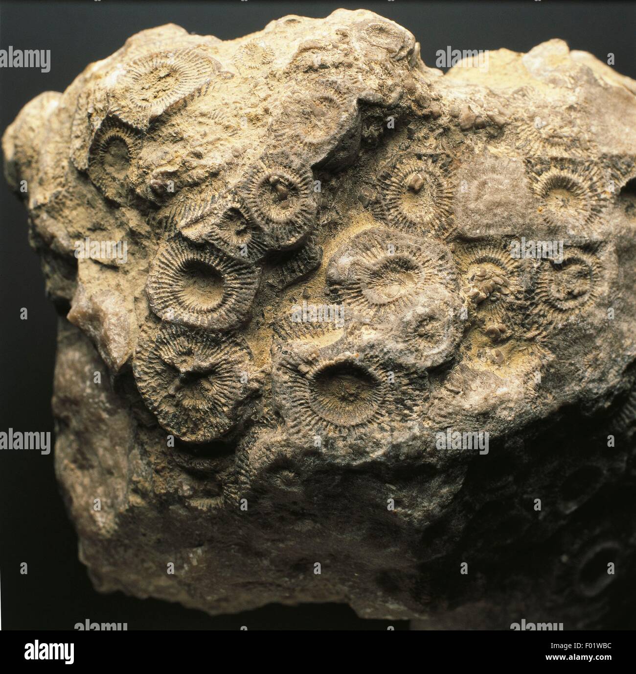 Fossils Cnidaria Anthozoa Rugosa Tetracoral Acervularia