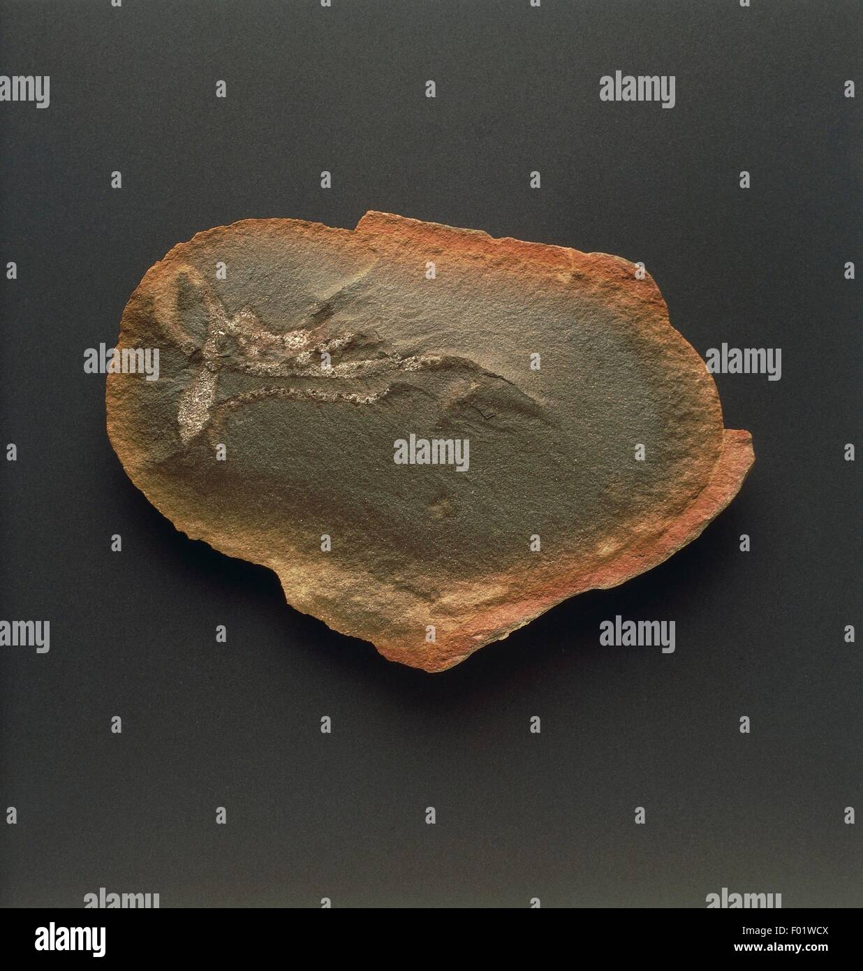 Fossils - Nemertea - Archisymplectes rhothon - Carboniferous. Stock Photo