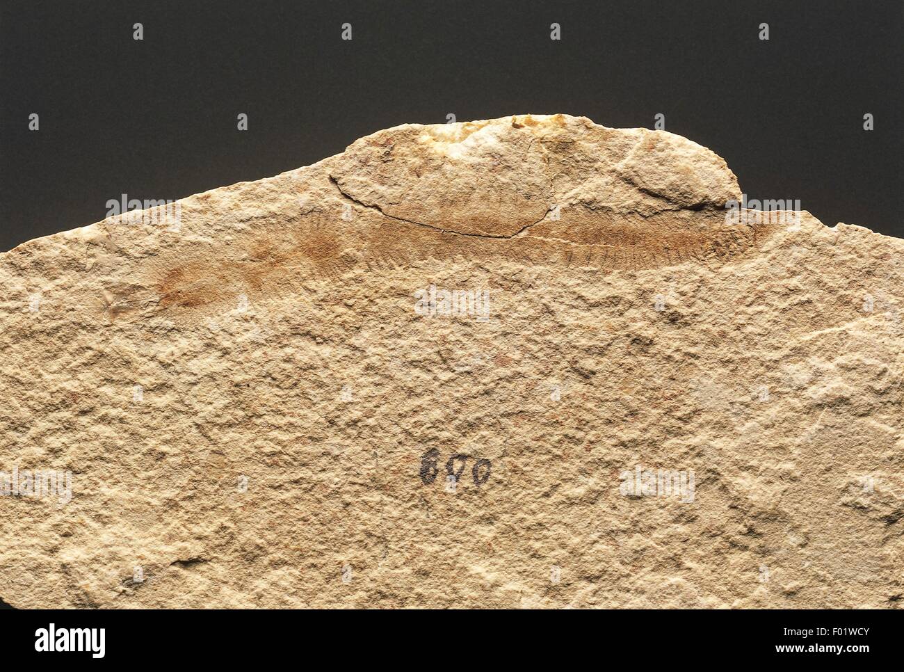 Fossils - Protostomia - Annelids - Polychaeta - Eunicites - Cretaceous - Lebanon. Stock Photo