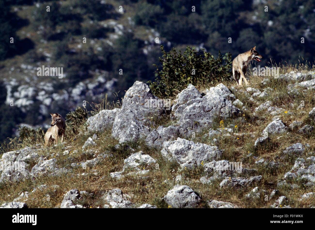 Italian Wolf (Canis lupus italicus), Abruzzo, Lazio and Molise National Park, Italy. Stock Photo
