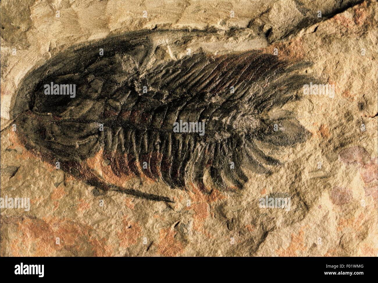 Fossils - Protostomia - Arthropoda - Trilobites - Paradoxides - Cambrian. Stock Photo