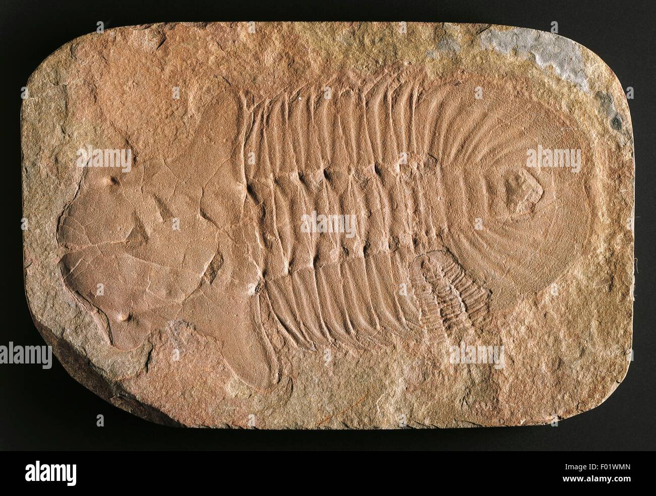 Fossil of Hemirhodon amplipyge trilobite, Trilobita, Arthropoda