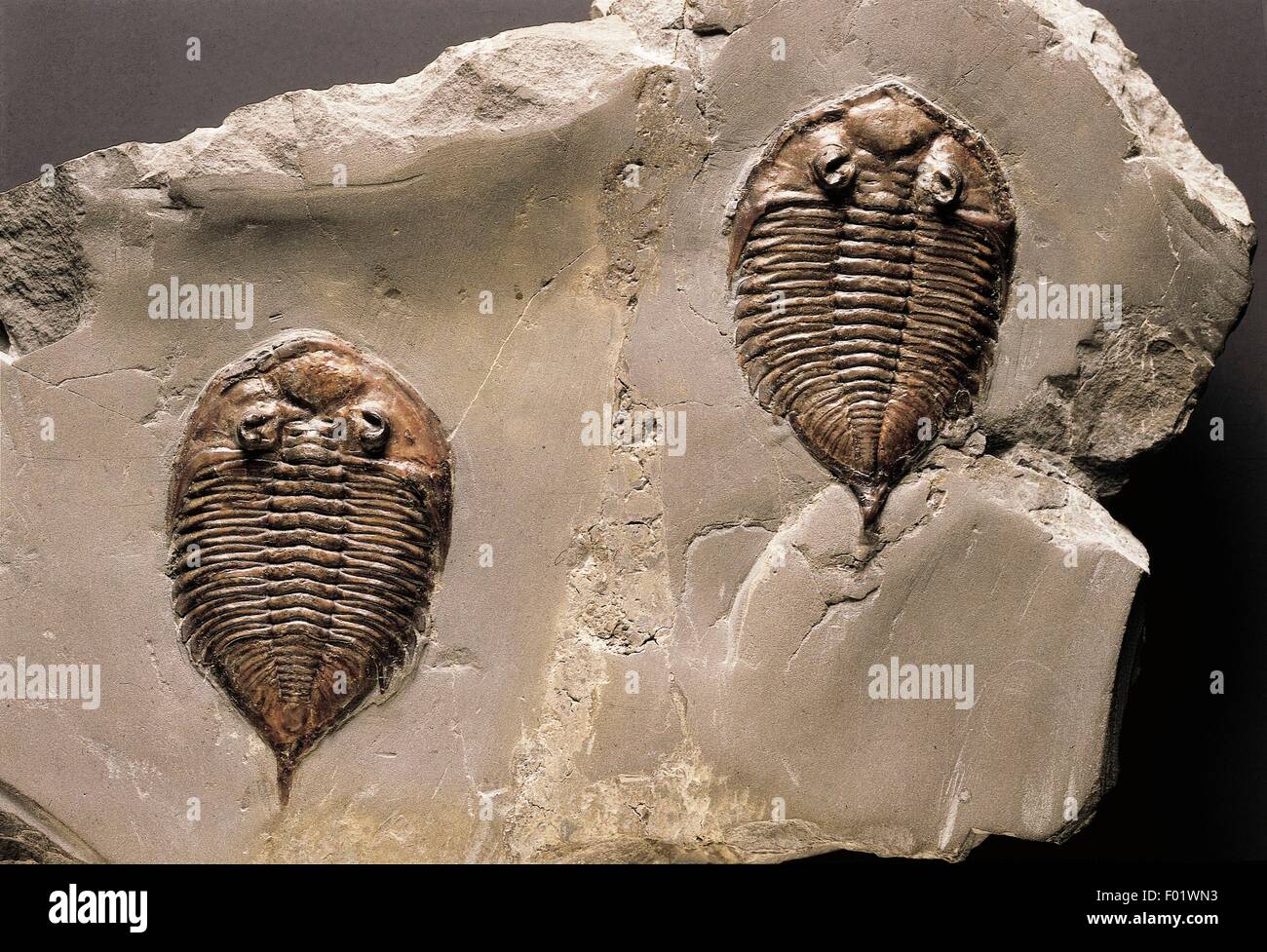 Fossils - Protostomia - Arthropoda - Trilobites - Dalmanites limulurus - Silurian. Stock Photo