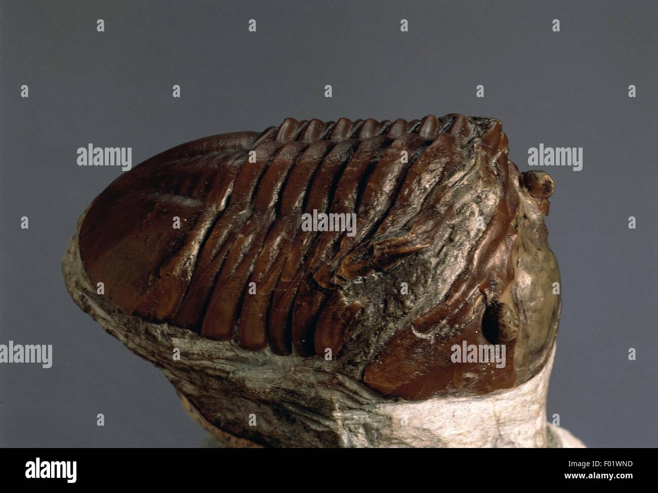 Fossils - Protostomia - Arthropoda - Trilobites - Asaphus expansus - Ordovician. Stock Photo