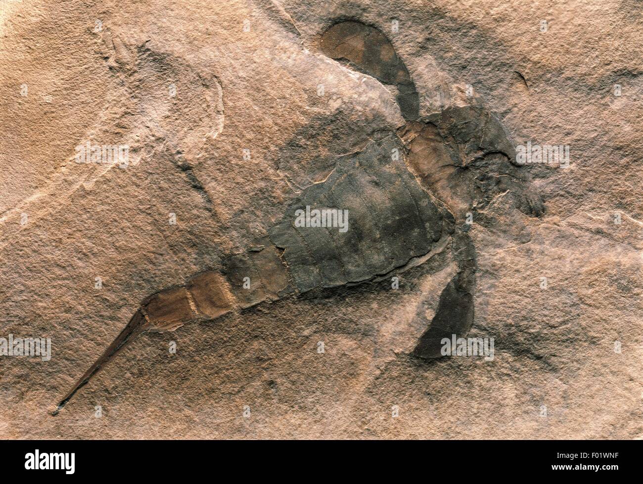 Fossils Protostomia Arthropoda Merostomata Eurypterus remipes