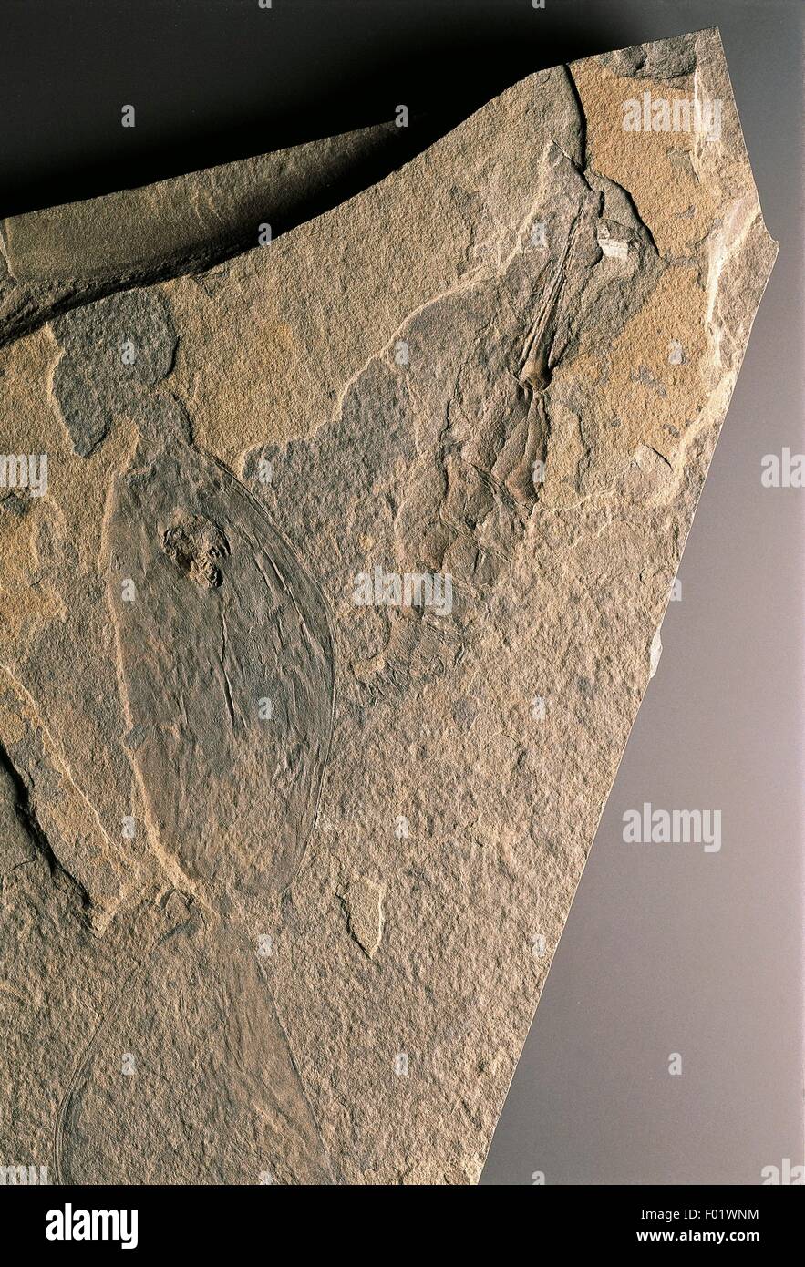 Fossils - Protostomia - Arthropoda - Crustaceans - Ceratiocaris - Silurian. Stock Photo